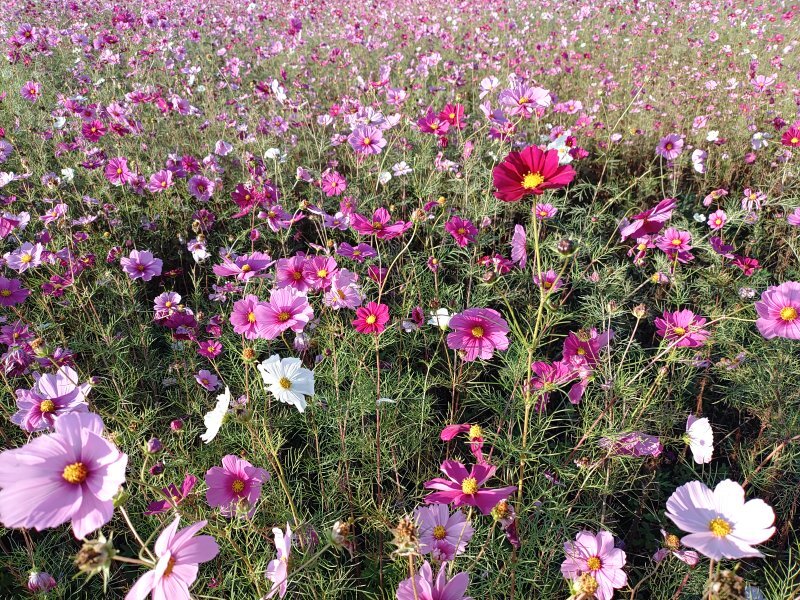 ゆうゆうパークのカラフルなコスモスの花（10月27日）