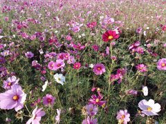 ゆうゆうパークのカラフルなコスモスの花（10月27日）