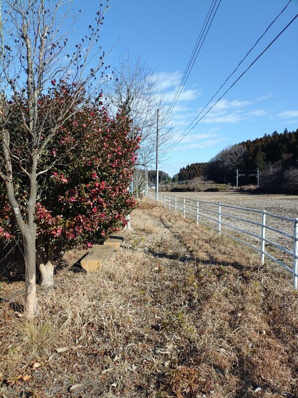 水田近くの広場（1月5日）