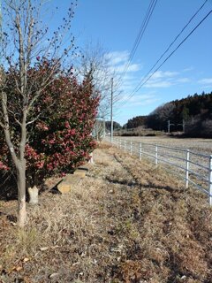 水田近くの広場（1月5日）