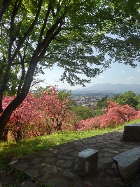 丘の青モミジと赤ツツジ（4月28日）