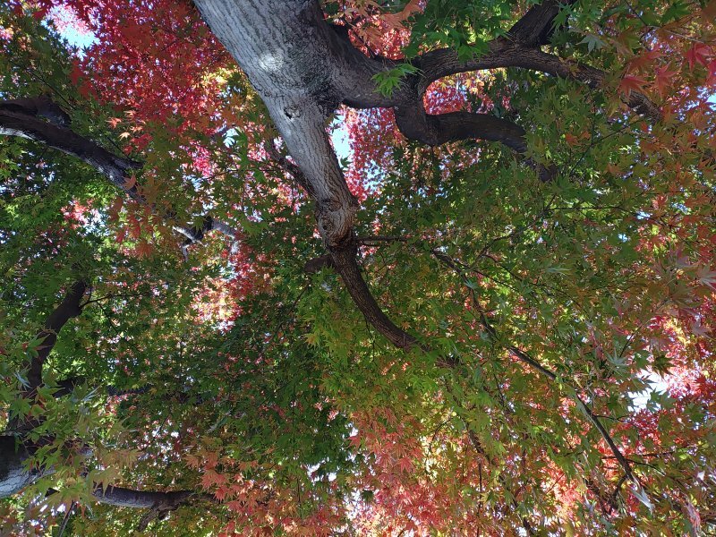 丘の頂上の混じるモミジ（11月15日）