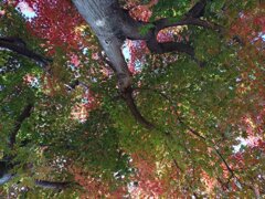 丘の頂上の混じるモミジ（11月15日）