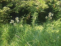川崎城跡公園の丘の花壇の百合（7月26日）