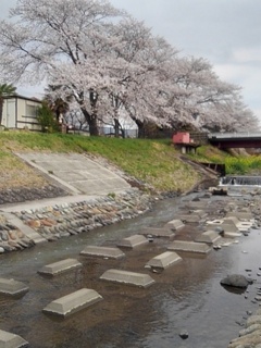 満開の桜と川のある景色（4月10日）