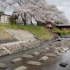 満開の桜と川のある景色（4月10日）