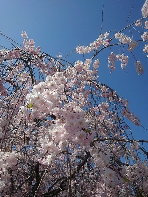 シダレザクラの花（4月13日）