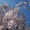 シダレザクラの花（4月13日）