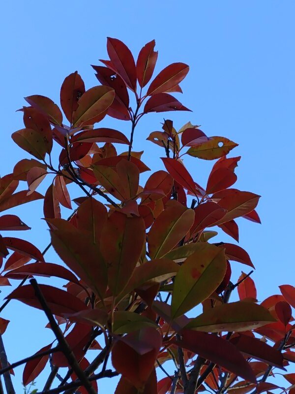 低木の赤い葉（1月16日）