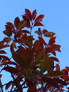 低木の赤い葉（1月16日）