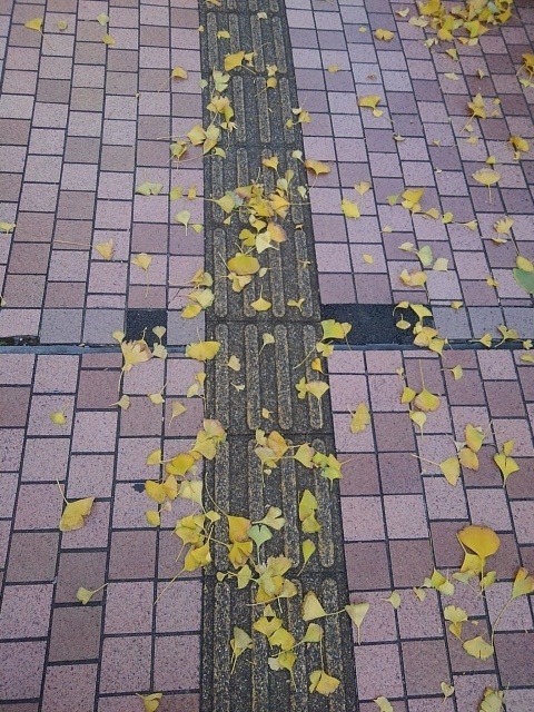 イチョウの落ち葉（12月6日）