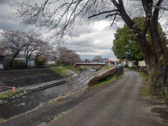 川沿いの道の桜（4月6日）