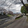 川沿いの道の桜（4月6日）
