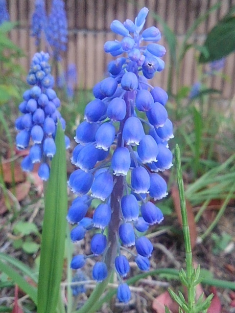 ムスカリ（4月17日）