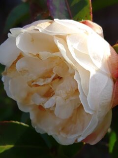 横顔サザンカ（12月27日）