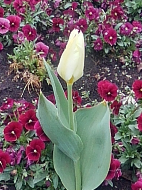 長峰公園のチューリップの花（3月29日）