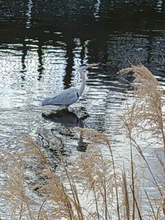 アオサギ（1月23日）