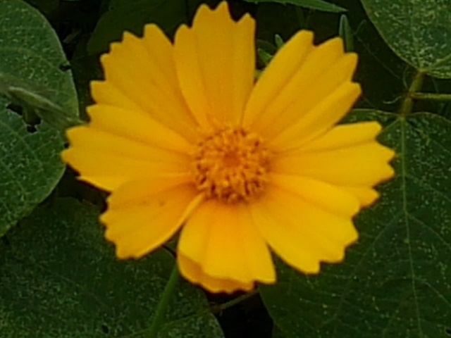 キバナコスモス（5月29日）