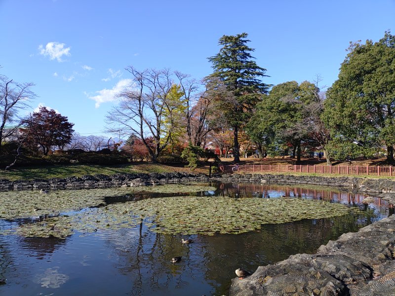 長峰公園の池（11月15日）