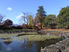 長峰公園の池（11月15日）