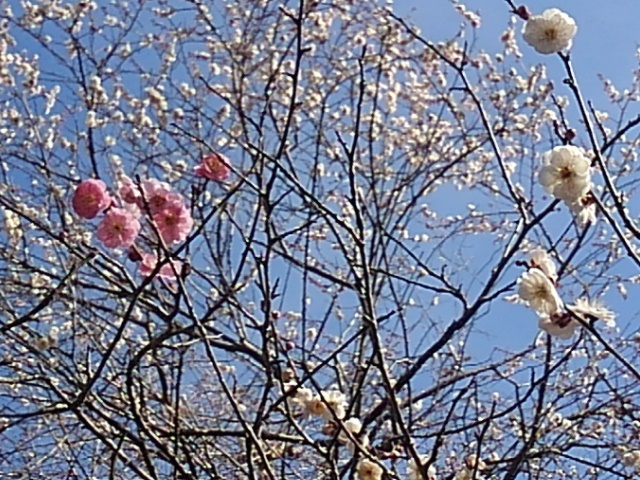 ピンクと白の花（3月3日）