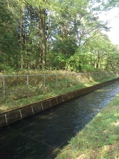 那須疎水（4月30日）