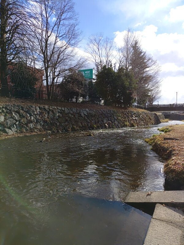 市街地の岸辺からの川（1月23日）