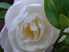 白サザンカ（11月11日）