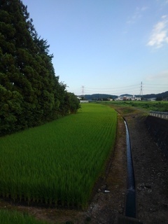 水田と用水路（8月2日）