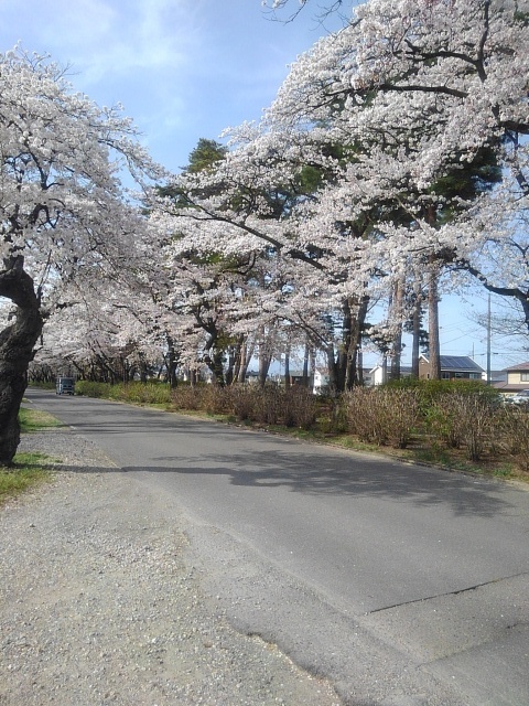 烏ヶ森公園の入口の桜（4月13日）