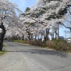 烏ヶ森公園の入口の桜（4月13日）