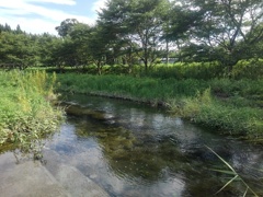 小川（7月19日）