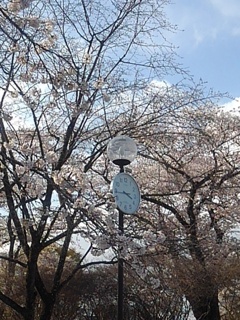 時計台と桜（4月12日）