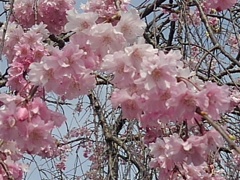 矢板駅の枝垂桜の花（4月11日）