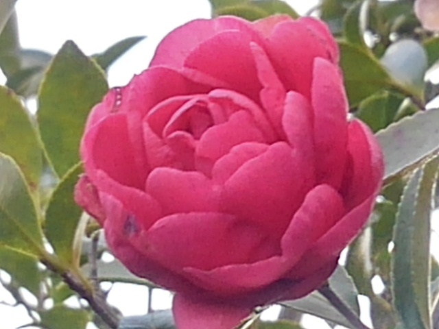 サザンカの花（12月16日）