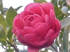 サザンカの花（12月16日）