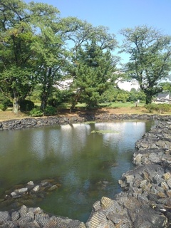 水面が鏡みたいな長峰公園の池（8月5日）