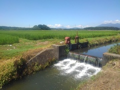 用水路の堰（7月30日）