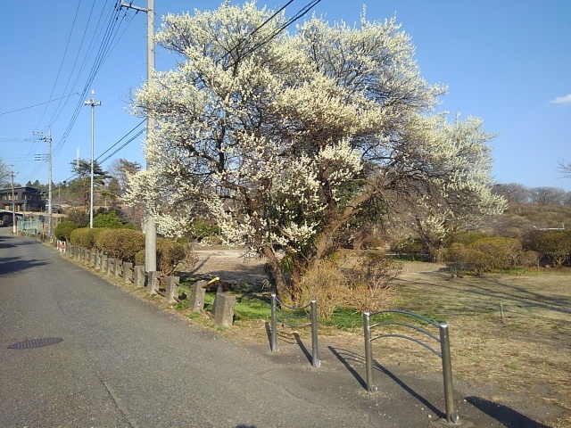 道路沿いの梅（3月23日）