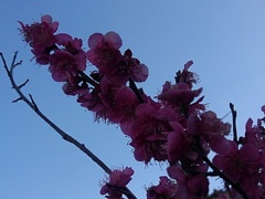 梅の低木の花（3月3日）