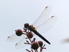 南天の実とトンボ（9月29日）