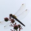 南天の実とトンボ（9月29日）