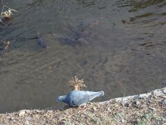鳩と鯉（1月23日）