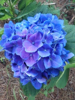 濃い色のアジサイの花（7月11日）
