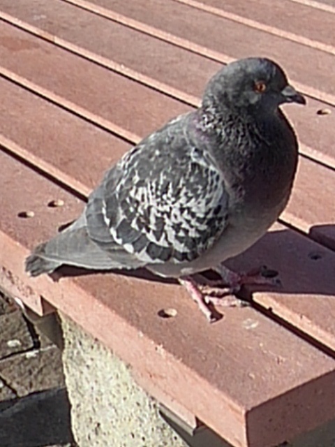 休憩中に見える鳩（1月12日）