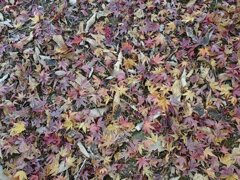 川崎城跡公園のモミジの落ち葉（11月21日）