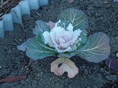 白ハボタン（11月20日）