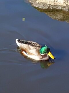 緑の頭のカモ（11月15日）
