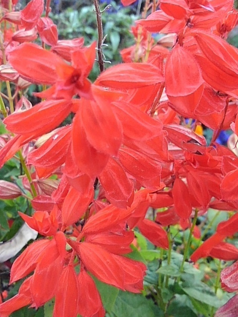 川崎城跡公園の花壇のサルビア（11月8日）