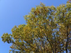 黄色い葉の街路樹（10月30日）